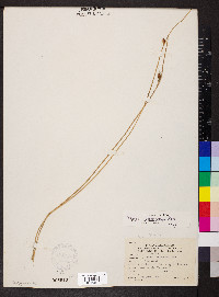 Schoenoplectus americanus image