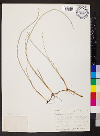 Schoenoplectus americanus image