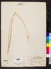 Schoenoplectus americanus image