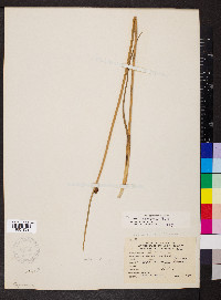 Schoenoplectus americanus image