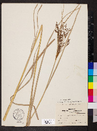 Scirpus polyphyllus image