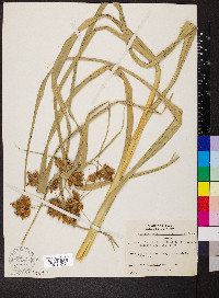 Schoenoplectus fluviatilis image
