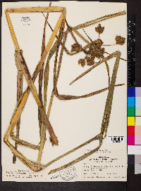 Schoenoplectus fluviatilis image