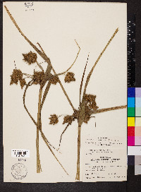 Schoenoplectus fluviatilis image
