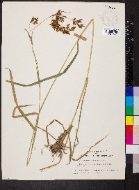 Scirpus lineatus image