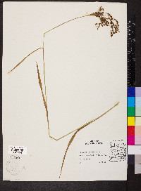 Scirpus lineatus image