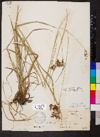 Scirpus lineatus image