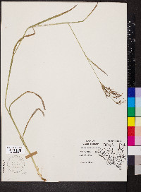 Scirpus lineatus image