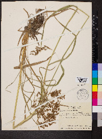 Scirpus lineatus image