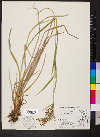 Scirpus lineatus image