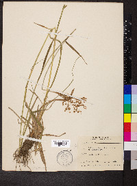 Scirpus lineatus image