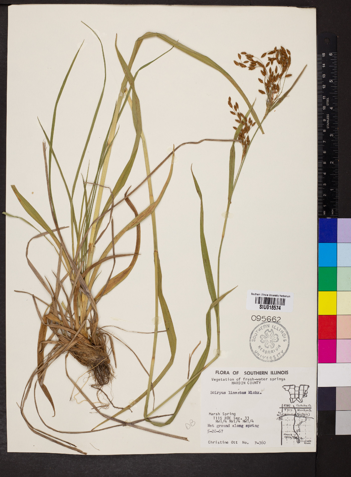 Scirpus lineatus image