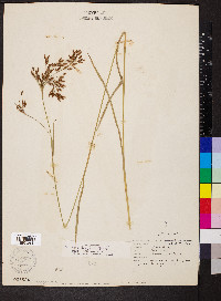Scirpus lineatus image