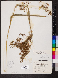 Scirpus lineatus image