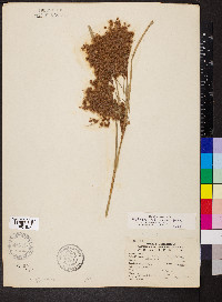 Scirpus rubricosus image