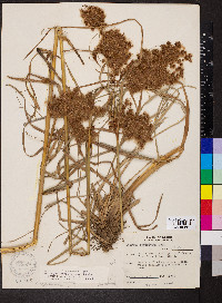 Scirpus rubricosus image
