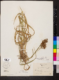 Scirpus rubricosus image