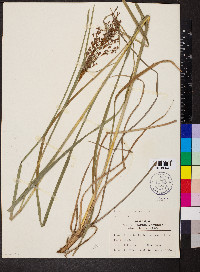 Scirpus rubricosus image