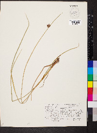 Schoenoplectus americanus image