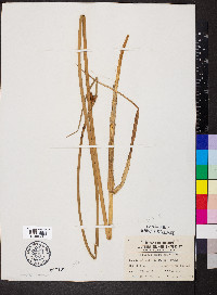 Schoenoplectus americanus image