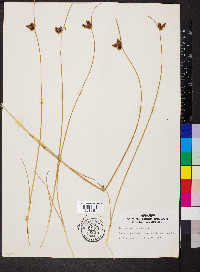 Schoenoplectus americanus image