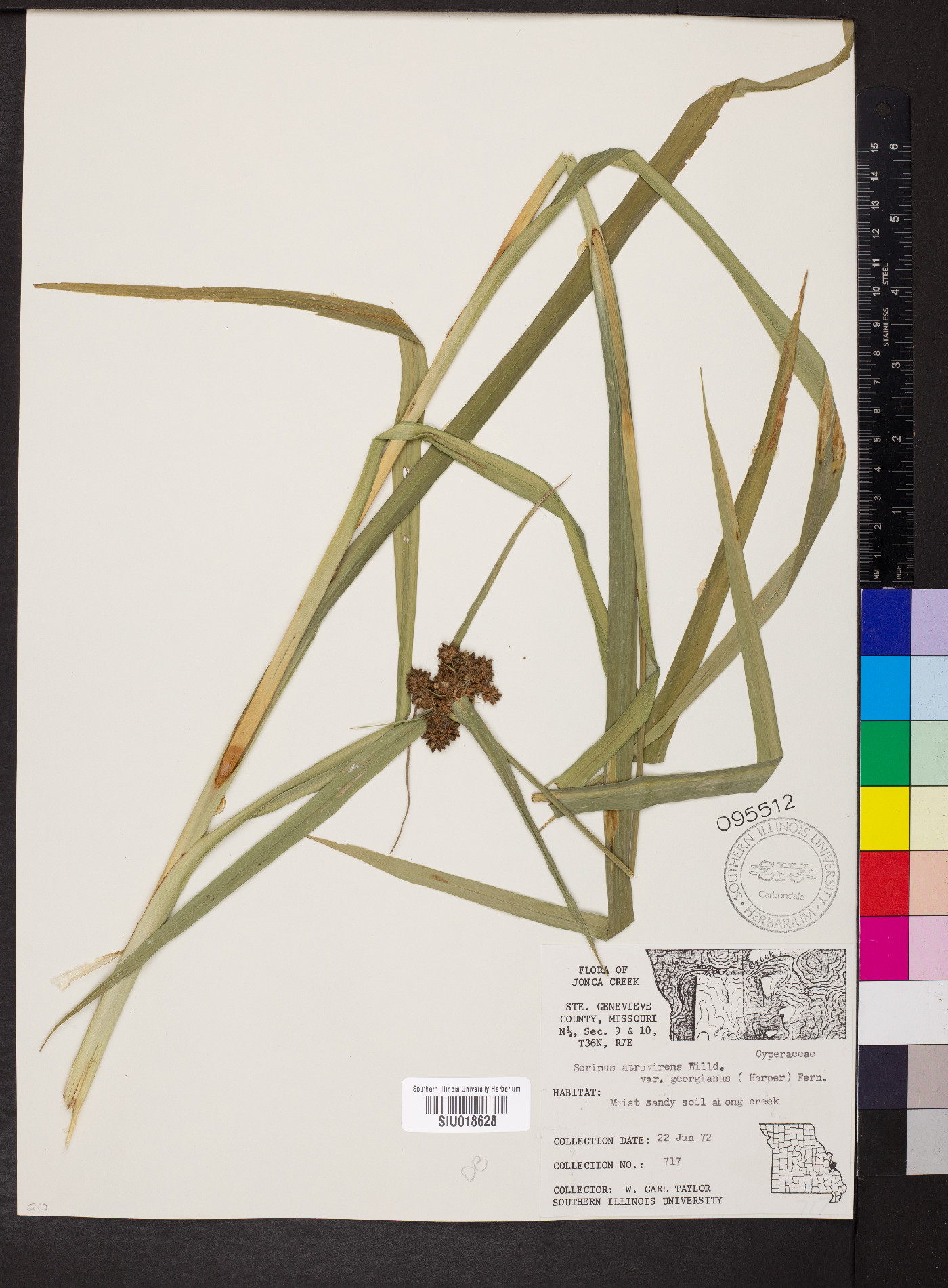 Scirpus atrovirens var. georgianus image