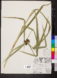 Scirpus atrovirens var. georgianus image