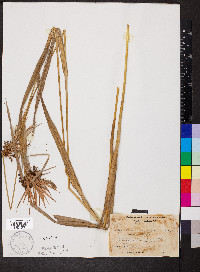 Scirpus atrovirens var. georgianus image