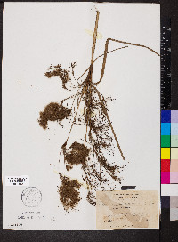 Scirpus cyperinus var. eriophorum image