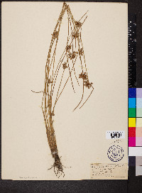 Scirpus debilis image