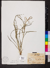 Scirpus divaricatus image