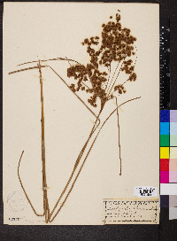 Scirpus eriophorum image