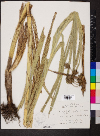 Schoenoplectus fluviatilis image