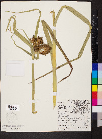 Schoenoplectus fluviatilis image