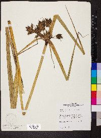 Schoenoplectus fluviatilis image