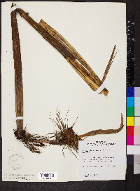 Schoenoplectus fluviatilis image