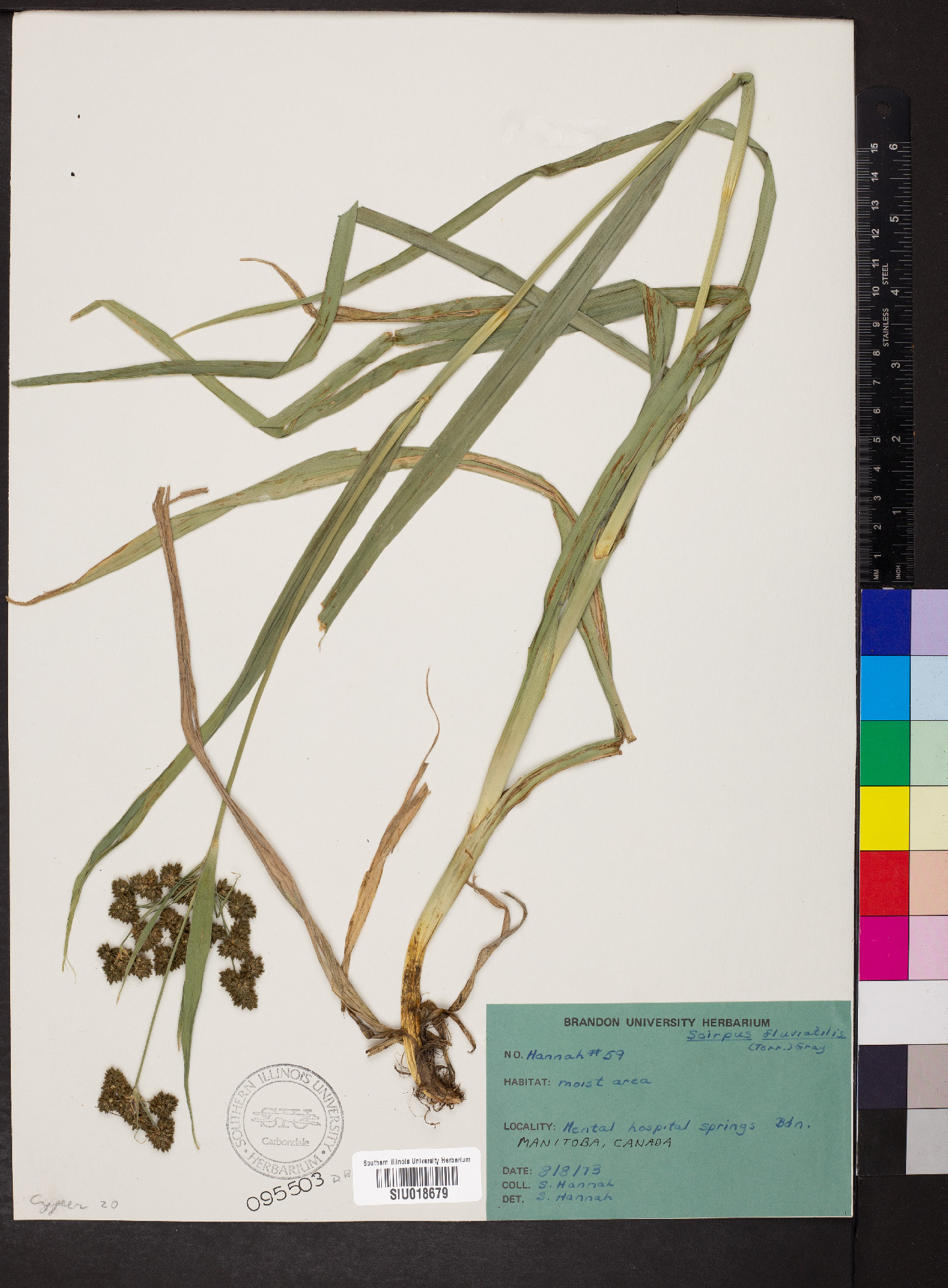 Schoenoplectus fluviatilis image