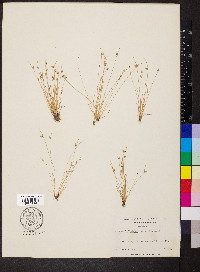 Isolepis carinata image
