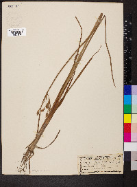 Schoenoplectus etuberculatus image