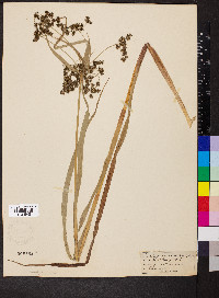 Scirpus microcarpus image