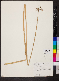 Schoenoplectus americanus image