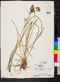 Scirpus pendulus image