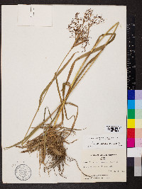 Scirpus pendulus image