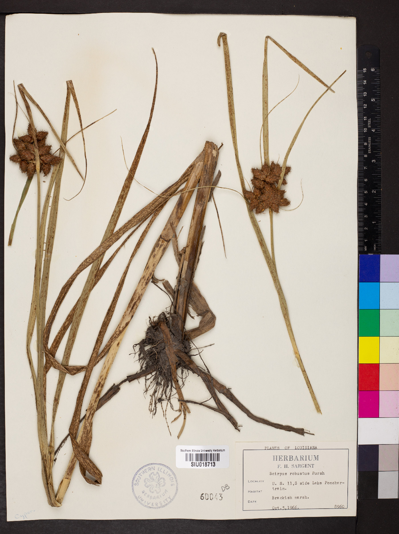 Bolboschoenus robustus image