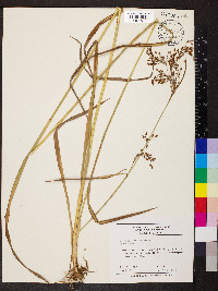 Scirpus lineatus image
