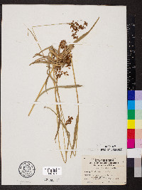 Scirpus lineatus image