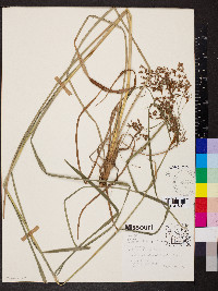 Scirpus rubricosus image