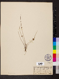 Schoenoplectiella smithii image