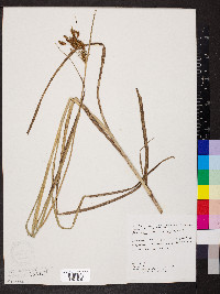 Schoenoplectus glaucus image