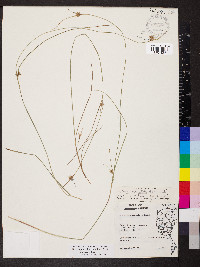 Scleria pauciflora image